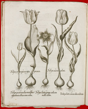 fiori basilius besler