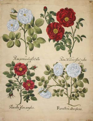 rose tra i fiori di besler fiori besler