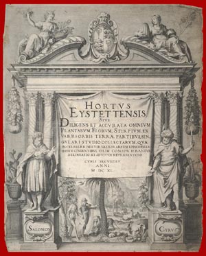 hortus eystettensis del 1640
