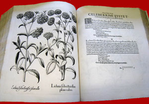volume commerciale dell'hortus eystettensis volume dell'hortus eystettensis