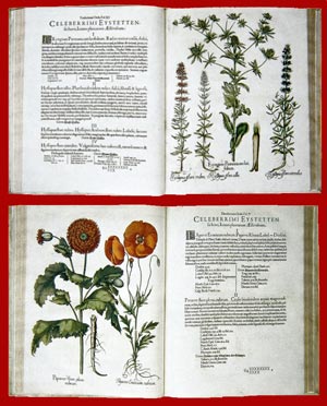 volumi di lusso dell'hortus eystettensis volumi dell'hortus eystettensis
