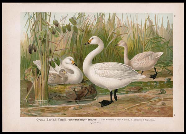 stampa antica cygnus bewickii naumann