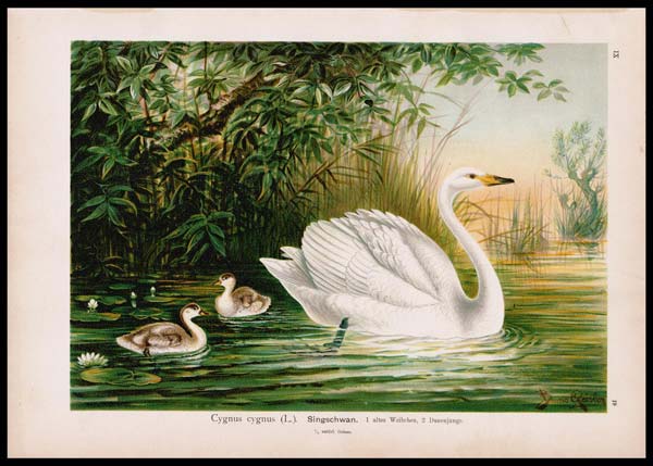 stampa antica cygnus cygnus naumann