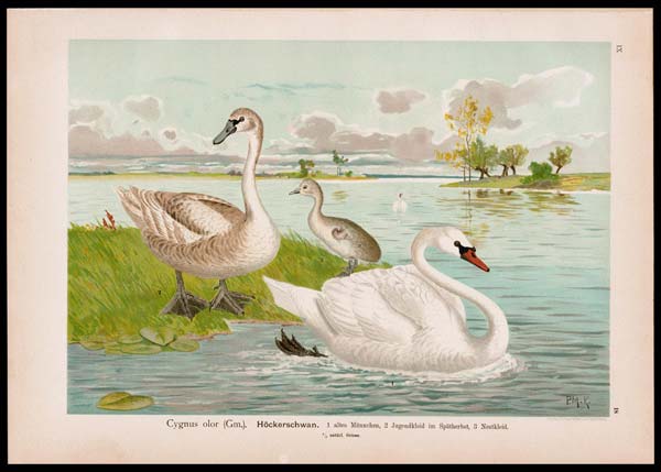 stampa antica cygnus olor naumann