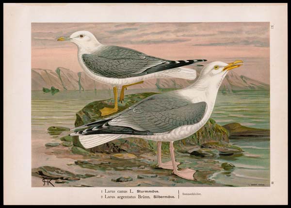stampa antica larus argentatus naumann