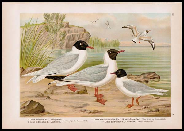 stampa antica larus naumann