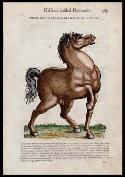 stampa antica cavalli mattioli