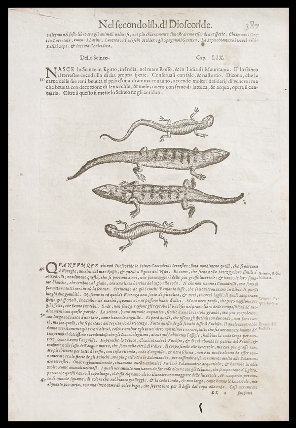 stampa antica scinco mattioli stampa antica scinco