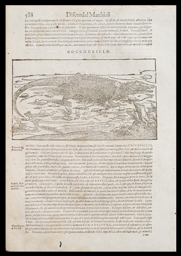 stampa antica coccodrillo mattioli