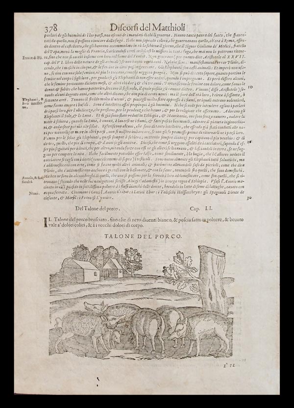 stampa antica cinghiali mattioli stampa antica cinghiali