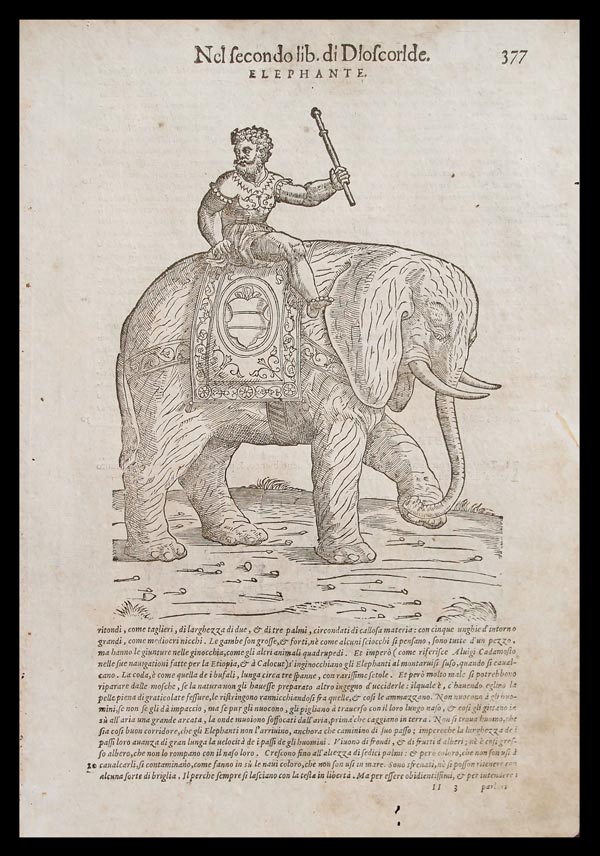 stampa antica elefante