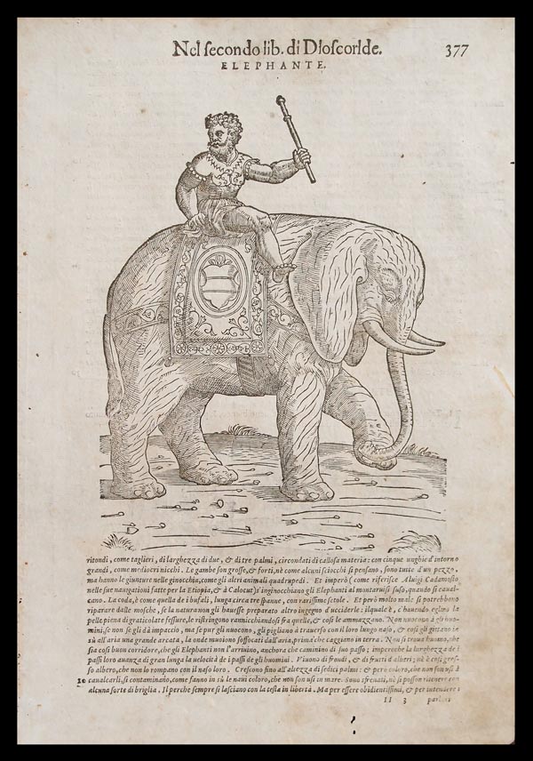 stampa antica elefante mattioli