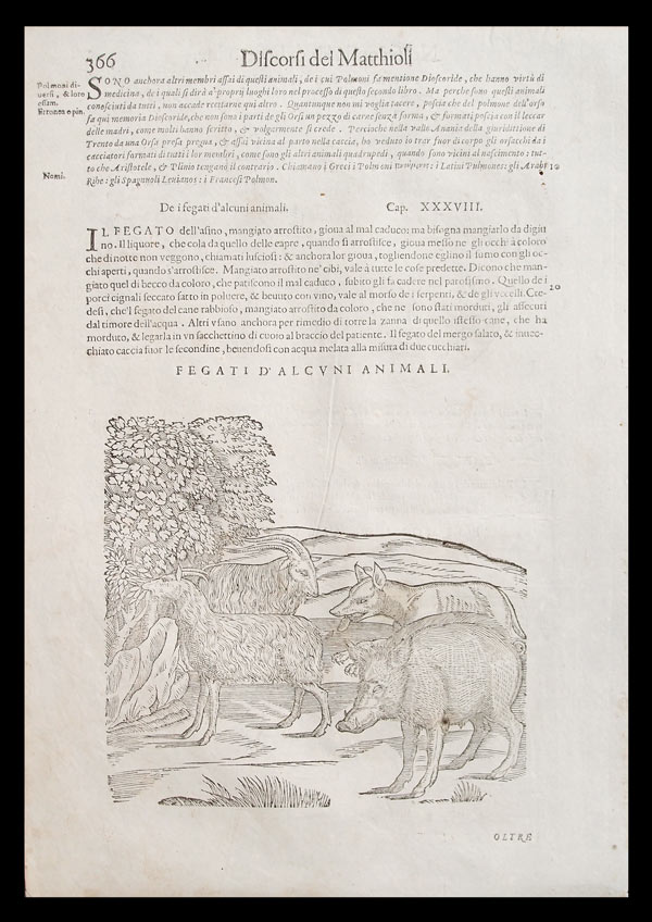 stampa antica fegati animali mattioli