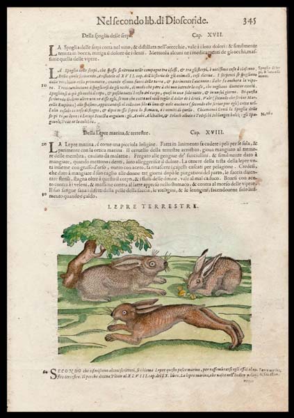 stampa antica lepre mattioli