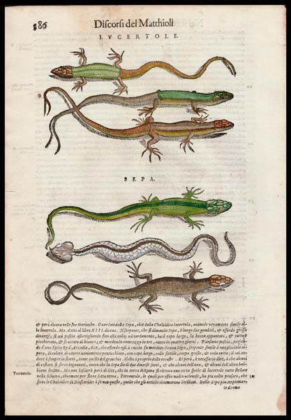 stampa antica lucertole mattioli