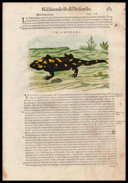 stampa antica animale salamandra
