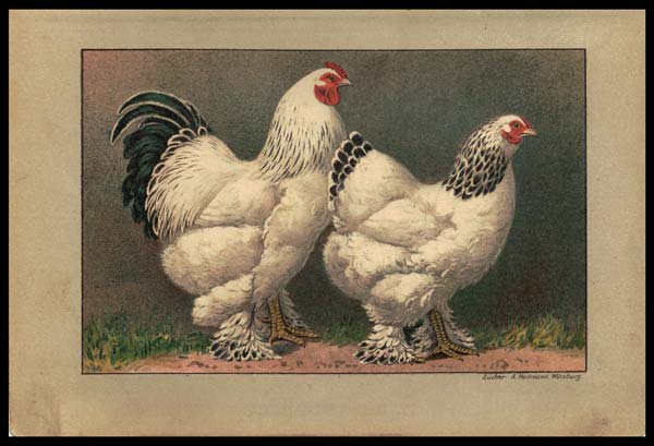 stampa antica galli brahma