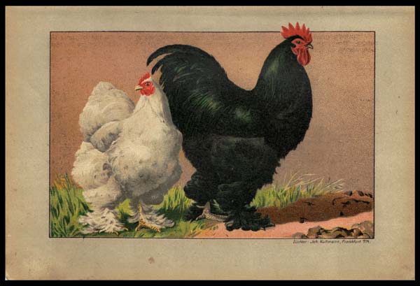 stampa antica gallo cocincina