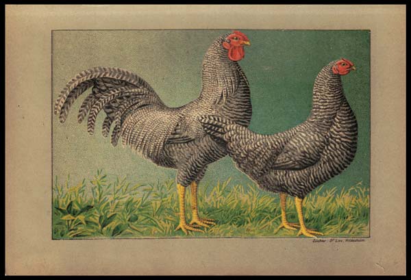stampa antica gallo dominicana