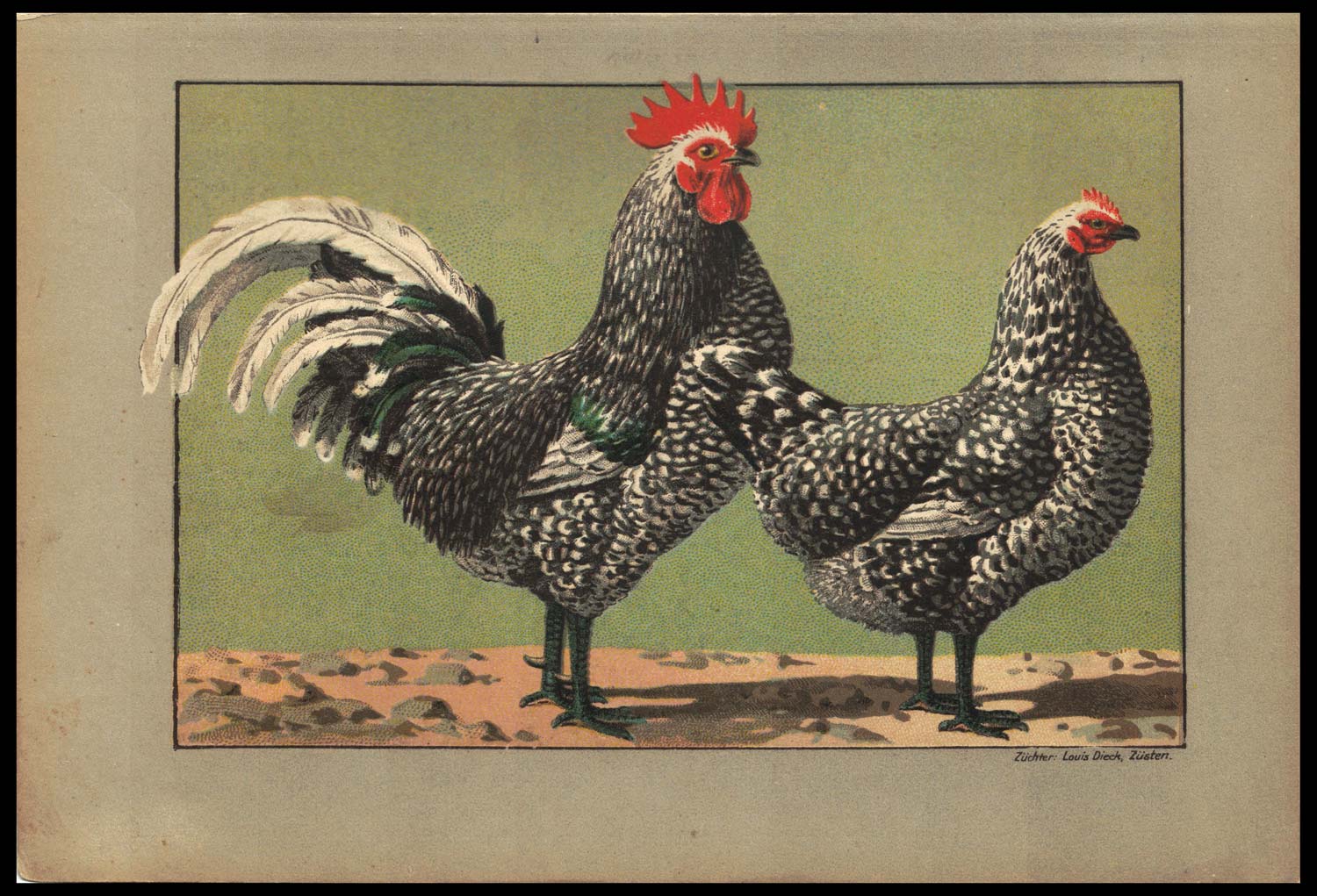 Gallo Java stampa antica gallo giava