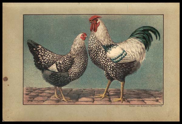 stampa antica gallo wyandotte