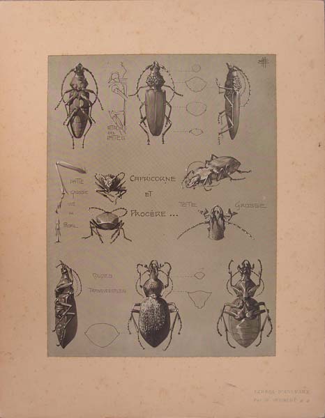 stampa antica coleotteri meheut