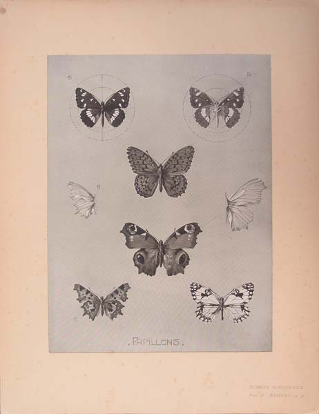stampa antica farfalle meheut