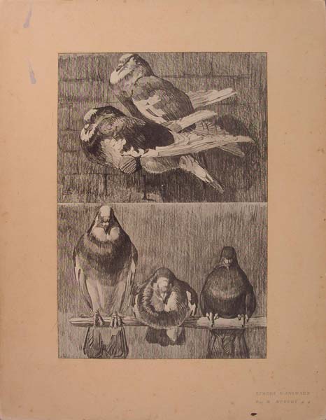 stampa antica piccioni meheut