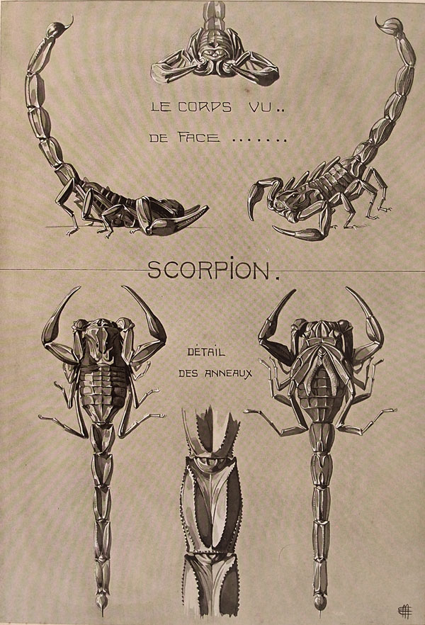 stampa antica scorpione