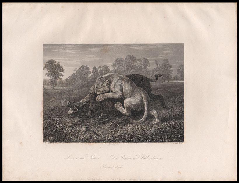 stampa antica caccia cinghiale