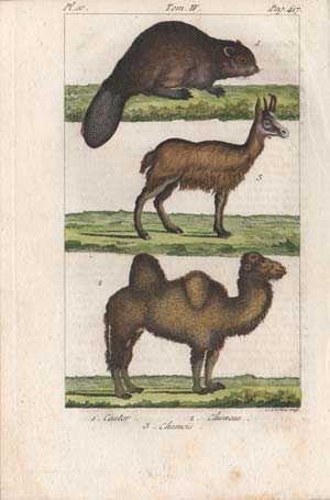 stampa antica cammello