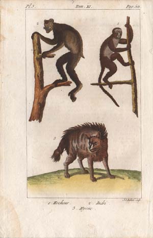 stampa antica lemure