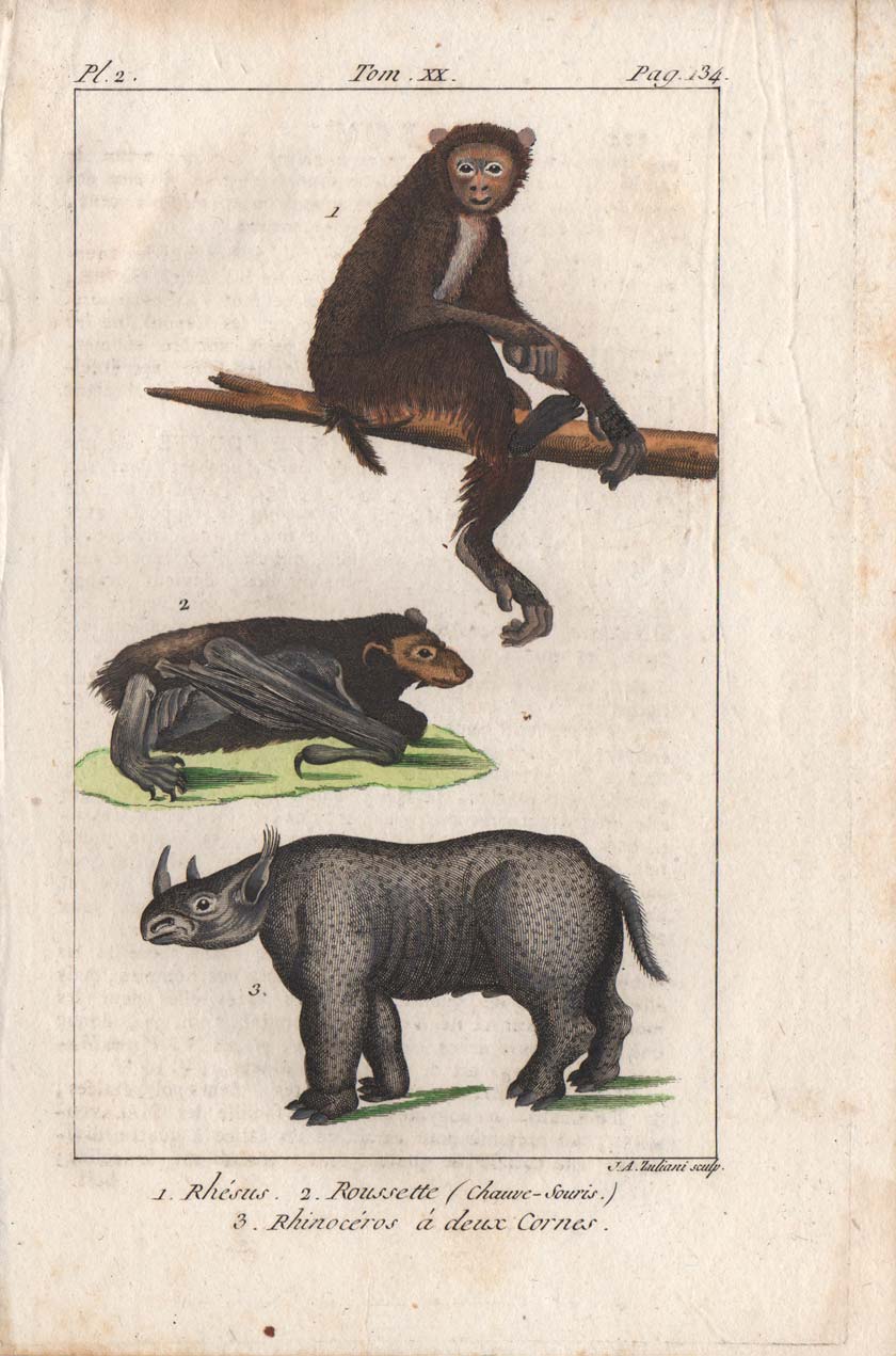 stampa antica macaco