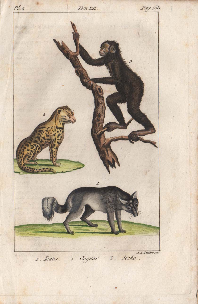 stampa antica scimpanzé