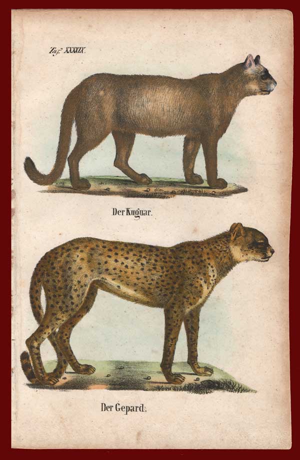 stampa antica con puma e ghepardo