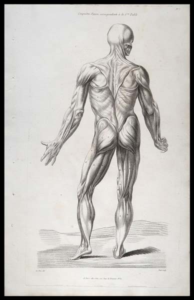 stampa antica muscoli spalle