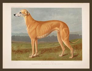 cane greyhound