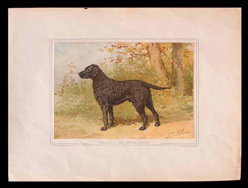stampa antica con cane retriver