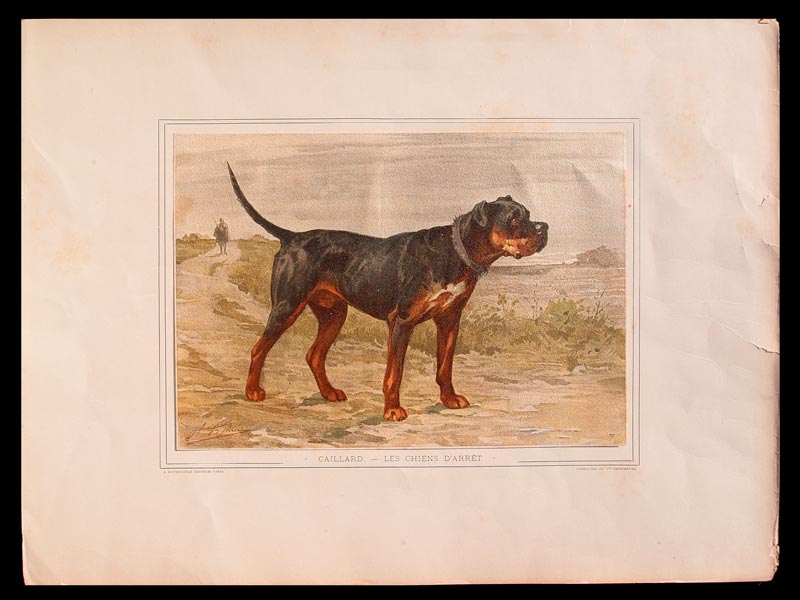 stampa antica con cane da caccia