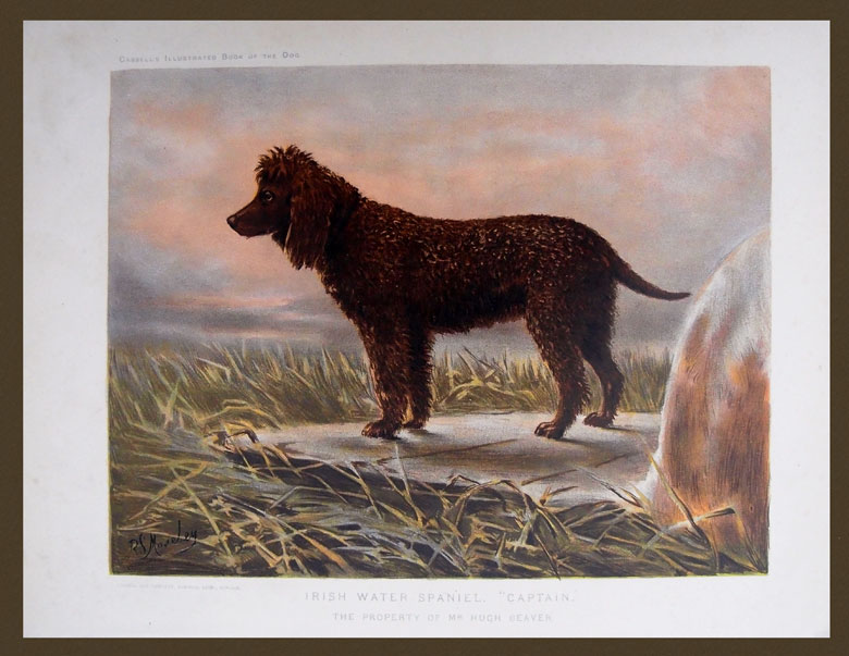 stampa antica cane spaniel irlandese