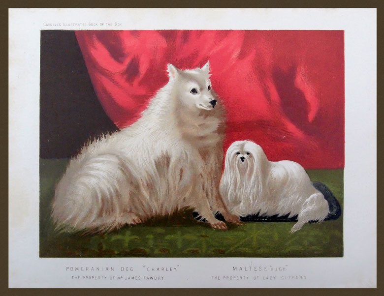 stampa antica cane maltese