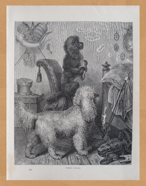 stampa antica cane barboncino