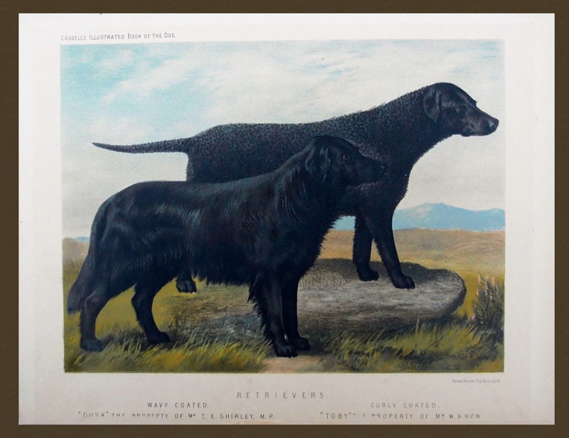 stampa antica cane retriver