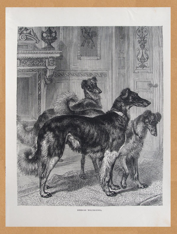 stampa antica cane levrieri