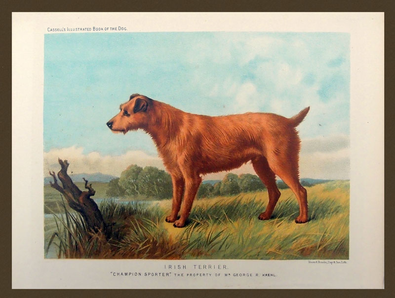 stampa antica cane terrier