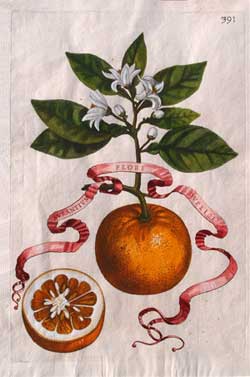 arance stampe antiche agrumi