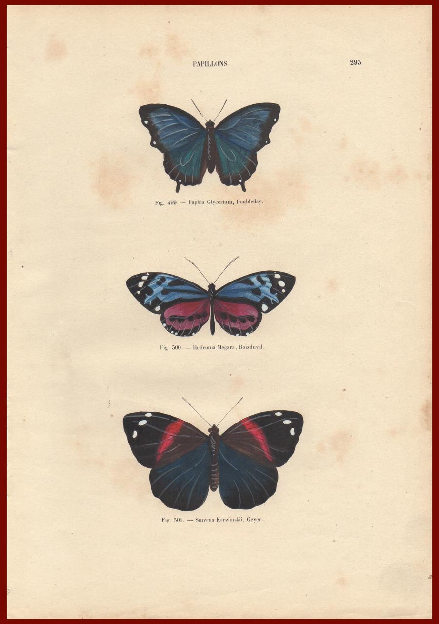 stampa antica farfalle chenu