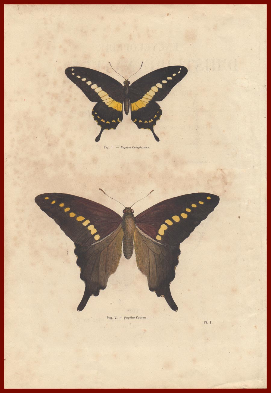 stampa antica farfalle chenu
