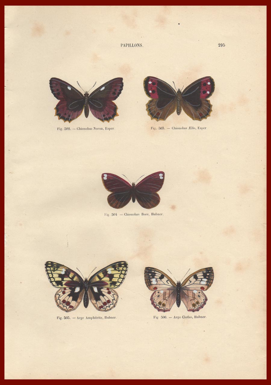 stampa antica farfalle chenu