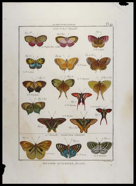stampa antica papillons benard